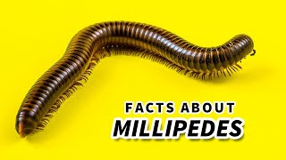 Millipede Facts a Millipede CANT HURT YOU  Animal Fact Files [upl. by Novel419]