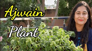 अजवाइन के पौधे की पूरी जानकारी  Ajwain plant care uses and benefits  Herbs gardening plants [upl. by Chessa]