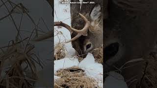 Young Whitetailed buck winter grazing 9 deer venados whitetaildeer bigbucks ciervo [upl. by Clevey]