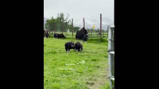 As Amanda Rose Warren would say Musk Ox Hair Dont Care alaska muskox farmlife [upl. by Graniah209]