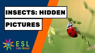 🐛Insects Hidden Pictures Game  Find Insects for Kids Education [upl. by Annabell]