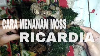 TIPS MENANAM MOSS RICARDIA dijamin tumbuh subur👍👍👍👍👍 [upl. by Clayborn514]