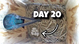 Day 20 Birdhouse Nest Box Live Camera Highlights [upl. by Argela]