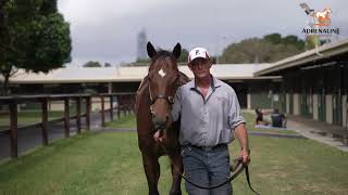 Rob Heathcote discusses our Better Than Ready x One Fire Beach colt March 2024 [upl. by Phares]