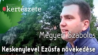 Elaeagnus angustifolia  Keskenylevelű Ezüstfa növekedése  Megyeri Kertészet Cegléd [upl. by Let]