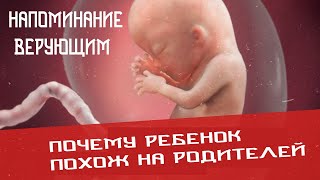 Почему ребенок похож на родителей  Путь Ислама [upl. by Zumstein]