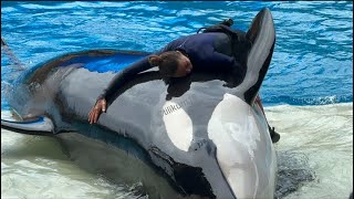 Orca Encounter Malia amp Morgan July 16 2024  SW Orlando [upl. by Ethelyn]