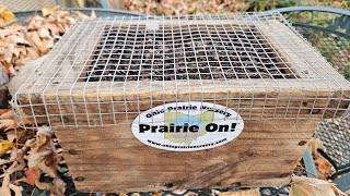 Outdoor Seed Stratification Box [upl. by Oiratnom]