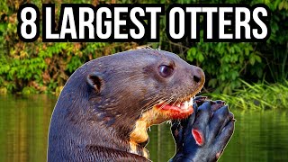 8 Of The Largest Otters In The World [upl. by Etnuhs]