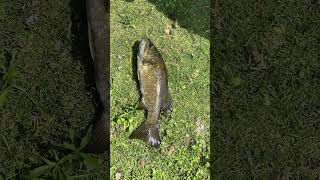 fishing bassfishing fish fishingtips bass [upl. by Nitsrik]