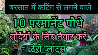 🔴 मानसून में कटिंग से लगने वाले पौधे  Best plants to grow from cutting in monsoon 🪴 [upl. by Opalina]