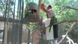 Dont get BittenGet bedding in Macaw nest box p2 [upl. by Odravde932]