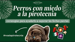 TIPS para PERROS con MIEDO a la PIROTECNIA💥😣 ayúdalo a superar con éxito las fiestas patrias 🇲🇽 [upl. by Spiegelman]