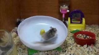 crazy hamsters playing [upl. by Lydon]