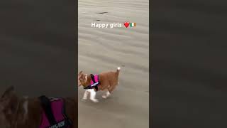 Lucy and Skye loving the beach ❤️❤️🇮🇪 vanlife dogs chihuahua jackrussell irelandadventures [upl. by Anastos]