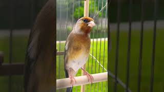 European Goldfinch mule singing  Jilguero Mixto  Carduelis  European Goldfinch Mix  طائر الحسون [upl. by Fornof186]