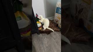 Mr kibbles ferret animal cleaning pet discovery [upl. by Delly]