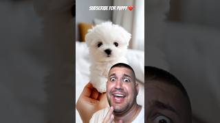 Subscribe for PUPPY ❤️❤️ shortvideo viral funny puppy dog puppies comedy love [upl. by Siol]