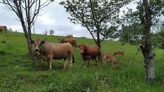 SLOW LIVING  Vacas y terneros pastando en el campo aubrac [upl. by Ck]