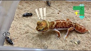 Knob Tailed Geckos EATING [upl. by Kersten]