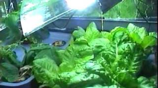 My Cheap CFL Grow Light Fixture Results in Hydroponics Lettuce and Beans [upl. by Bond]