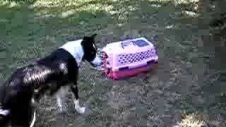 Border collie herding kittens [upl. by Elyr]