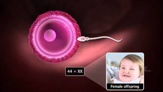 Grade12 Fertilisation amp Implantation2 [upl. by Fotzsyzrk]