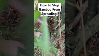 How To Stop Bamboo From Spreading How To Contain Bamboo Fast shorts [upl. by Ael]