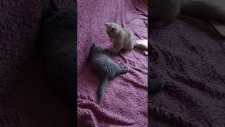 British Shorthair Kitten Battle [upl. by Ten]