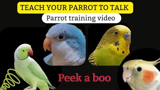 Teach Your Parrot to Talk  Peeka boo  Parrot Teaching Video  Quaker Parrot Talking [upl. by Phyllida349]