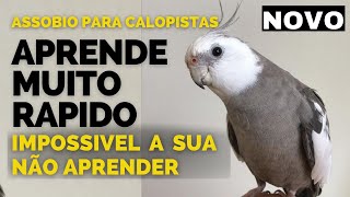 CALOPSITA CANTANDO Canto de Calopsitas para Treinar a Sua Calopsitas Aprende rápido [upl. by Oicram]