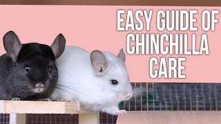 Easy Guide of Chinchilla Care for Beginners [upl. by Farland]