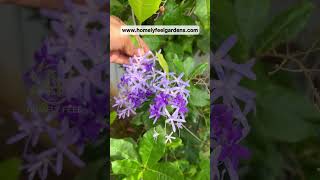 Petrea VolubilisSandpaper Vine💜Visit wwwhomelyfeelgardenscom for orders💜 [upl. by Nuavahs]