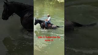 Trail Riding Adventures with a Draft Cross Horse drafthorse draftcross trailhorse viral river [upl. by Yenterb]