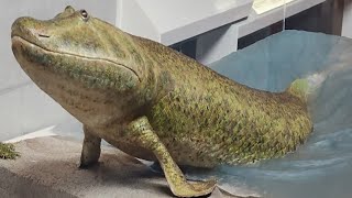 Tribute to Tiktaalik [upl. by Ayouqes]