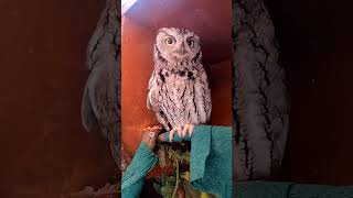 Western Screech Owls Dont Screech [upl. by Notfa]