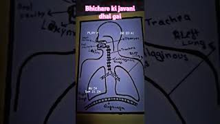 Diagram of respiratory system for class😂😂😂😂😂9101112 drawing biology viralreels shorts [upl. by Tania685]