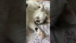 cat catlover evlat kedi kedivideoları shorts kedivideoları baby yavrukedi [upl. by Irish63]