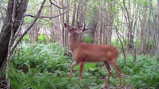 Chasse au chevreuil Comment trouver la zone payante [upl. by Dag]