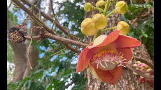 Sal flowerසල් මල [upl. by Nnair]