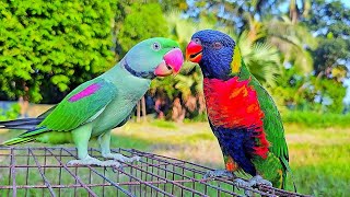 Parrot Talking Video  Mithu Mithu  Alexandrine Parrot  Rainbow Lorikeet [upl. by Tyra]