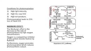 Photorespiration neetbiology apbiology ibbiology cbseclass12 photosynthesis plantphysiology [upl. by Hadeis]