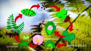 Life Cycle Of Fern Plants  Pteridophyte life cycle 🌿 [upl. by Publia874]