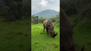 Rhinoceros view viralvideo youtubeshorts animals view rhinoce [upl. by Lotson]