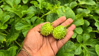 Comment faire pousser des concombres piquants en Bretagne et sous les tropiques🌍 🥒🌱 [upl. by Solenne]