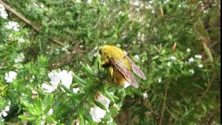 Carpenter bee Xylocopa caffra [upl. by Eiliah]