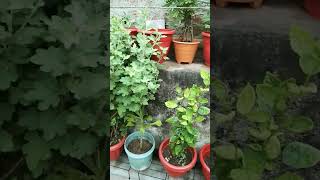 gardening plants garden flowers li love plants 💕 [upl. by Bathsheeb933]