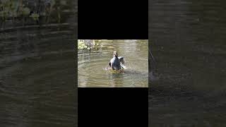 Common Gallinule photo shoot florida wildlife birds nature [upl. by Kcirdec]