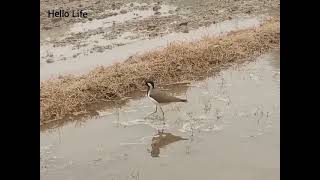 RedWattled Lapwing [upl. by Nilyac948]