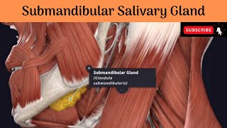 Submandibular Salivary Gland  Parts  Relations  Duct amp Relations Nerve Supply Clinical anatomy [upl. by Lenahtan]